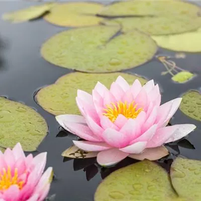 Topfgrösse 1 Liter - Seerose 'Firecrest' - Nymphaea 'Firecrest'