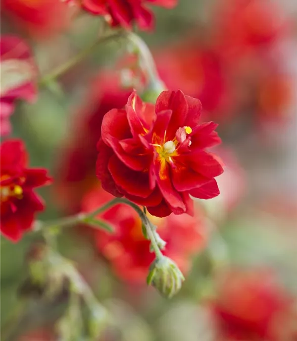 Helianthemum 'Cerise Queen'