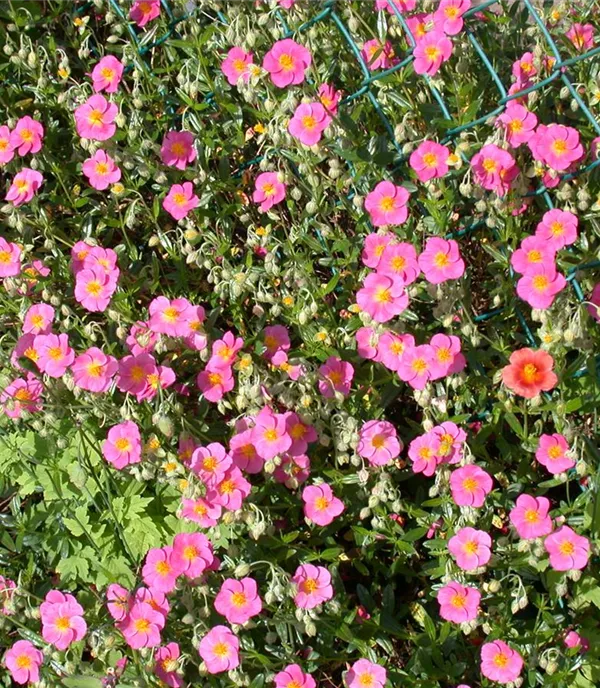 Helianthemum 'Lawrenson's Pink'