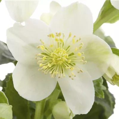 Topfgrösse 1 Liter - Orientalische Nieswurz 'White Lady' - Helleborus orientalis 'White Lady'