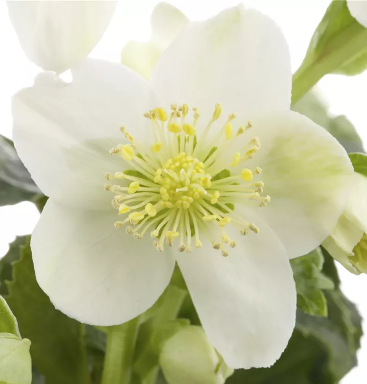 Orientalische Nieswurz 'White Lady' - Helleborus orientalis 'White Lady'