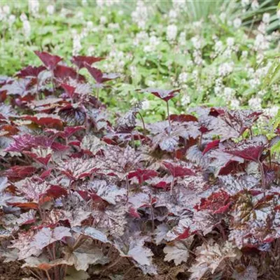 Topfgrösse 1 Liter - Garten-Silberglöckchen 'Black Beauty'® - Heuchera 'Black Beauty'