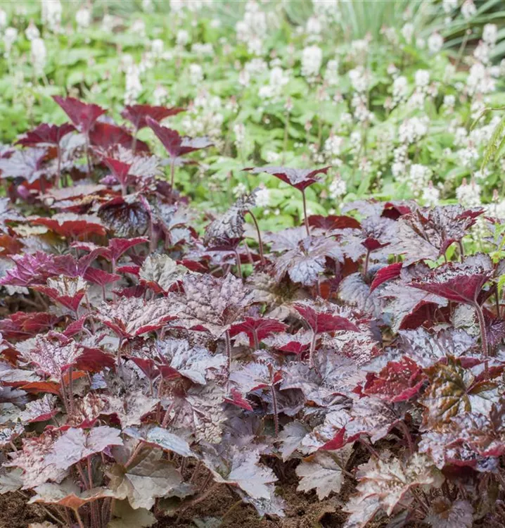 Garten-Silberglöckchen 'Black Beauty'® - Heuchera 'Black Beauty'