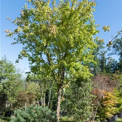 Schirmform 550-600 312.215 WA - Dreizahnahorn - Acer buergerianum - Collection