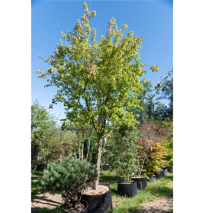 Dreizahnahorn - Acer buergerianum - Collection