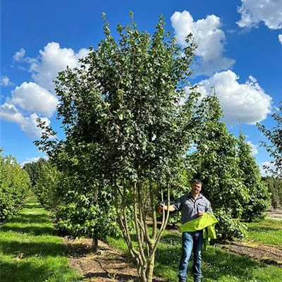 Schirmform 200 - 300 x 400 - 450, Nr. 73B, 3000 - Feldahorn - Acer campestre - Collection