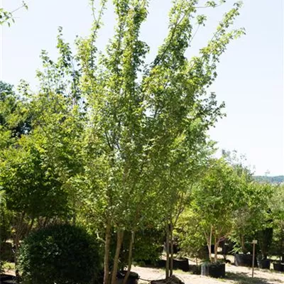 Schirmform MB 450-500 309.61 WA 2780 - Feldahorn - Acer campestre - Collection