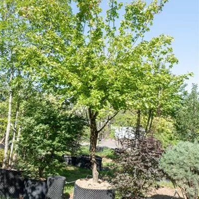 Schirmform 300-325 313.259 WA 1590 - Feldahorn - Acer campestre - Collection