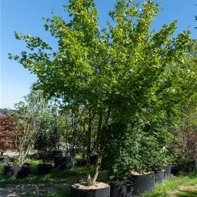 Schirmform 275-300 WA313-271 1480 - Feldahorn - Acer campestre - Collection