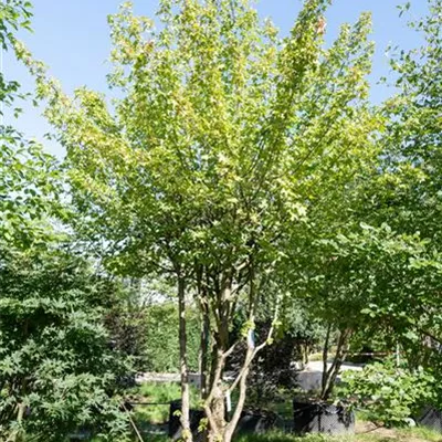 Schirmform 275-300 314.273 WA 1550 - Feldahorn - Acer campestre - Collection