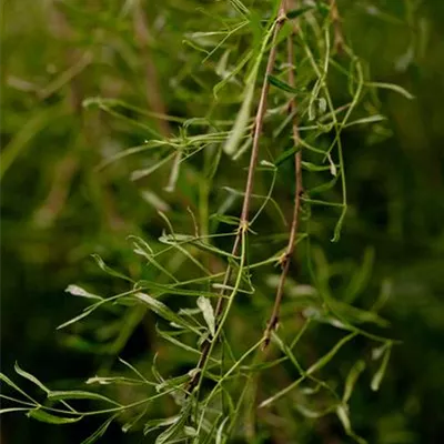 Container 70 - 80 - Erbsenstrauch - Caragana arborescens