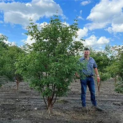 Sol 150 - 175 x 250 - 275, Nr. 40B, 1800 - Zimt-Ahorn - Acer griseum - Collection