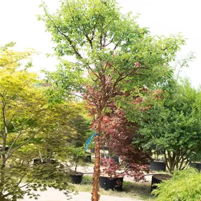 MB 312.187 WA 1150 - Zimt-Ahorn - Acer griseum - Collection