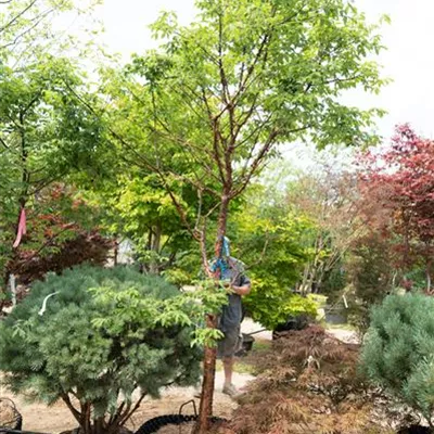 MB 312.187 WA 1150 - Zimt-Ahorn - Acer griseum - Collection