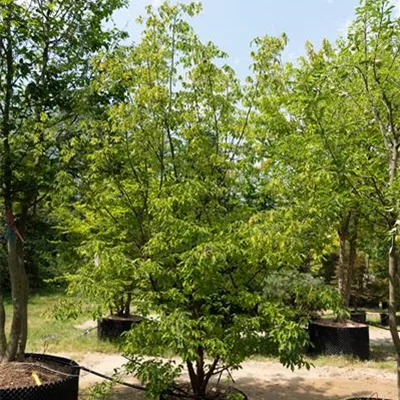 MB 350-400 312.196 WA - Zimt-Ahorn - Acer griseum - Collection