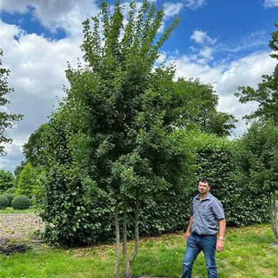 Schirmform, 150 - 200 x 400 - 450, Nr. 22A 2700 - Französischer Ahorn - Acer monspessulanum - Collection