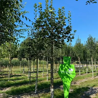 Sol 3xv mDb 150- 200 - Schneeballahorn - Acer opalus - Collection