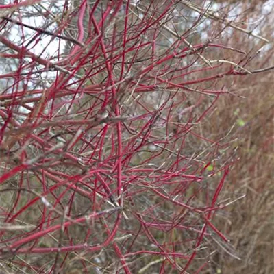 Container 70 - 80 - Weisser Hartriegel - Cornus alba 'Sibirica'