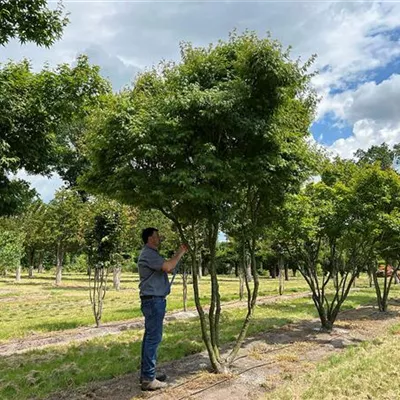 Schirmform 300 - 400 x 400 - 450, Nr. 43A 6900 - Fächerahorn - Acer palmatum - Collection