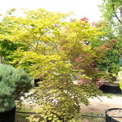 MB 250-275 312.184 WA 1750 - Fächerahorn - Acer palmatum - Collection