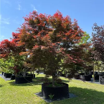 400-450x 450-500, - Roter Fächerahorn - Acer palmatum 'Atropurpureum' - Collection