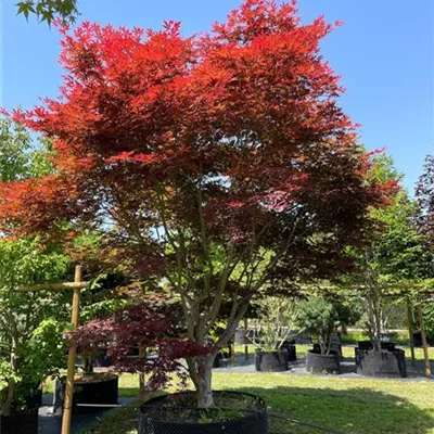 400-450x 450-500, - Roter Fächerahorn - Acer palmatum 'Atropurpureum' - Collection