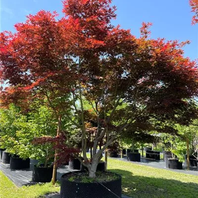 400-450x 450-500, - Roter Fächerahorn - Acer palmatum 'Atropurpureum' - Collection