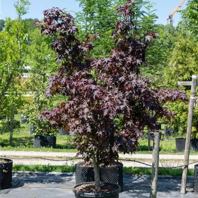 Sol 200-225, Nr. 116, 945 - Roter Fächerahorn 'Bloodgood' - Acer palmatum 'Bloodgood' - Collection