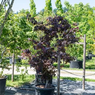 Sol 220-250, Nr. 114, 945 - Roter Fächerahorn 'Bloodgood' - Acer palmatum 'Bloodgood' - Collection