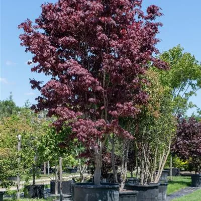 Sol 500-600, Nr. 127, 5100 - Roter Fächerahorn 'Bloodgood' - Acer palmatum 'Bloodgood' - Collection