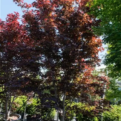 Sol 400-450, Nr. 97, 4100 - Roter Fächerahorn 'Bloodgood' - Acer palmatum 'Bloodgood' - Collection