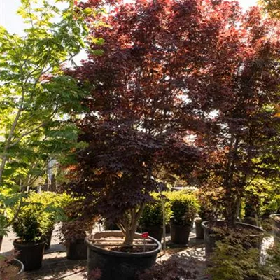 Sol 400-450, Nr. 96, 4100 - Roter Fächerahorn 'Bloodgood' - Acer palmatum 'Bloodgood' - Collection