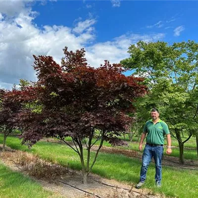 Sol 200 - 300 x 250 - 300, Nr. 50C 3800 - Roter Fächerahorn 'Bloodgood' - Acer palmatum 'Bloodgood' - Collection