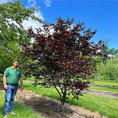 Sol 200 - 300 x 350 - 400 - Roter Fächerahorn 'Bloodgood' - Acer palmatum 'Bloodgood' - Collection