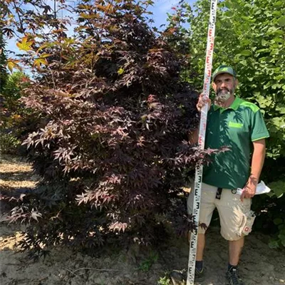 Sol, 200-225, - Roter Fächerahorn 'Bloodgood' - Acer palmatum 'Bloodgood' - Collection