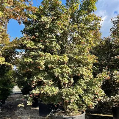 Solitär - Roter Fächerahorn 'Bloodgood' - Acer palmatum 'Bloodgood' - Collection