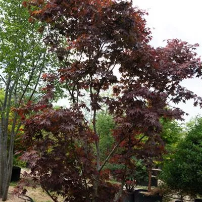 MB 350-375 311.165 WA 3250 - Roter Fächerahorn 'Bloodgood' - Acer palmatum 'Bloodgood' - Collection