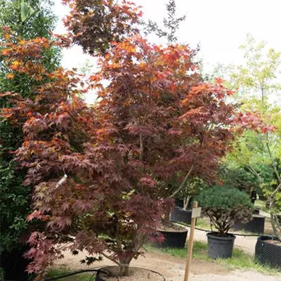 MB 400-450 - Roter Fächerahorn 'Bloodgood' - Acer palmatum 'Bloodgood' - Collection