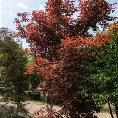 MB 450-500 312.204 WA 3250 - Roter Fächerahorn 'Bloodgood' - Acer palmatum 'Bloodgood' - Collection