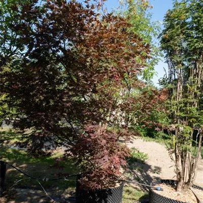 MB 350-400 313.248 WA 2450 - Roter Fächerahorn 'Bloodgood' - Acer palmatum 'Bloodgood' - Collection