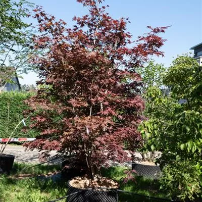 MB 250-275 314.306 WA 2450 - Roter Fächerahorn 'Bloodgood' - Acer palmatum 'Bloodgood' - Collection