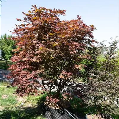 EXC 250-275 314.319 WA - Roter Fächerahorn 'Bloodgood' - Acer palmatum 'Bloodgood' - Collection