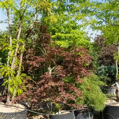 308.6 C 225-250, WA 1280 - Fächerahorn 'Burgundy Lace' - Acer palmatum 'Burgundy Lace' - Collection