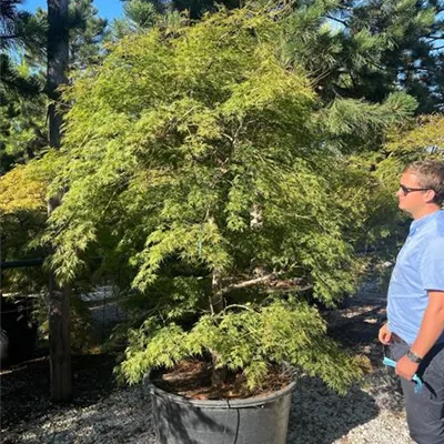 Solitär 5200 - Grüner Schlitzahorn - Acer palmatum 'Dissectum' - Collection