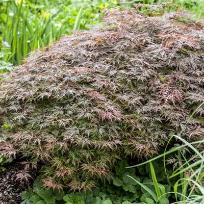 Solitär 100/125 560 - Dunkelroter Schlitzahorn 'Dissectum Garnet' - Acer palmatum 'Dissectum Garnet' - Collection