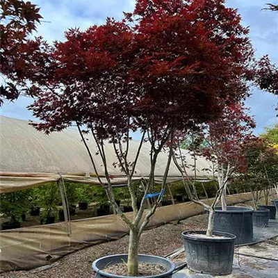 Schirmform 200 - 250 x 275 - 300, Nr 22D 4100 - Fächerahorn 'Fireglow' - Acer palmatum 'Fireglow' - Collection