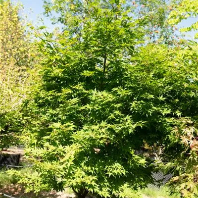 308.41 C 200-250, WA 1326 - Japan. Ahorn - Acer palmatum 'Osakazuki' - Collection