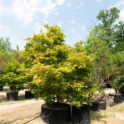 MB 275-300 312.192 WA 3200 - Japan. Ahorn - Acer palmatum 'Osakazuki' - Collection