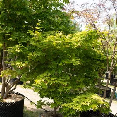 C 175-200 312.207 WA - Japan. Ahorn - Acer palmatum 'Osakazuki' - Collection