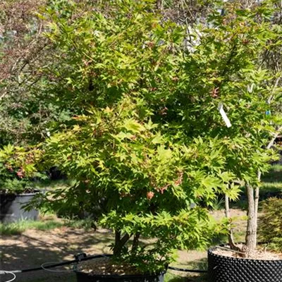 C 200-225 312.211 WA - Japan. Ahorn - Acer palmatum 'Osakazuki' - Collection